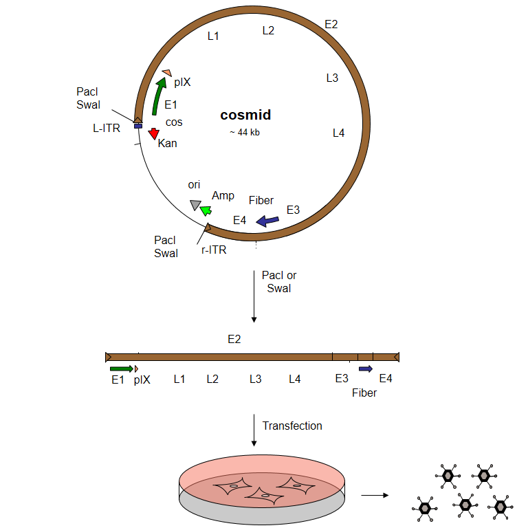 Adenoquick Kit Od Inc Experts In Adenovirus Vectors